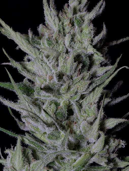 Don Do-Si-Punch (aka Slurricane) Feminised Seeds