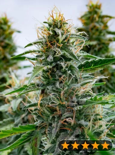 White Widow Feminised Seeds