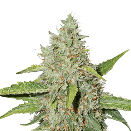 Northern Lights Auto Feminised Seeds