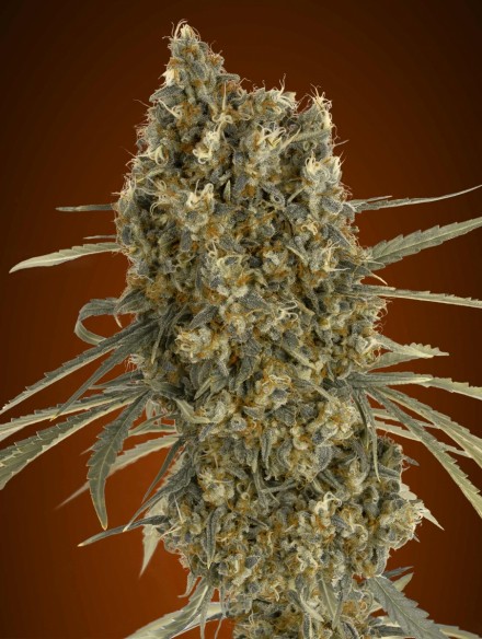 Auto Jack Herer Feminised Advanced Seeds