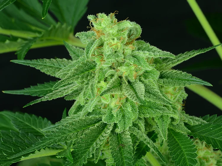 Super Mutant Mass Feminised Seeds