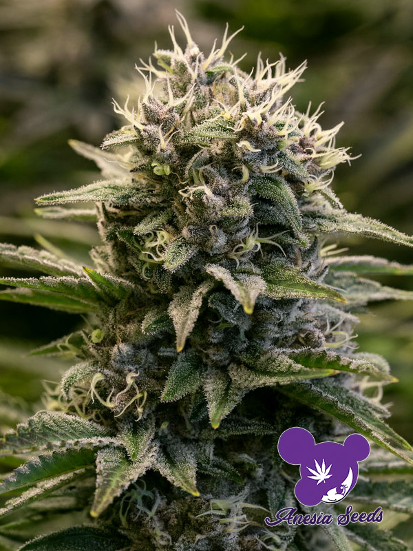 Fat Monkey Auto Feminised Seeds