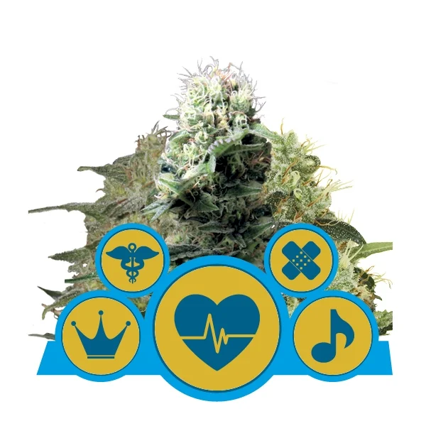 CBD Mix (Dance World, Medical Mass, Royal Highness) Feminised Seeds