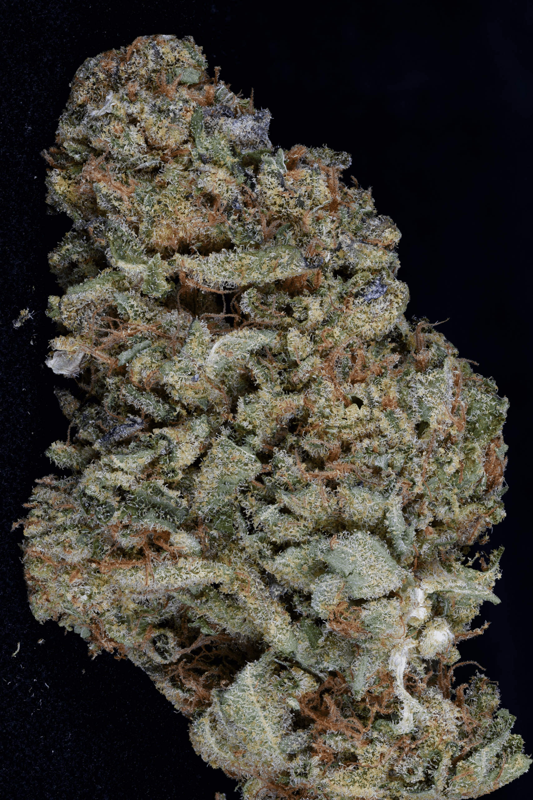 Gorilla Zkittelz Feminised Seeds