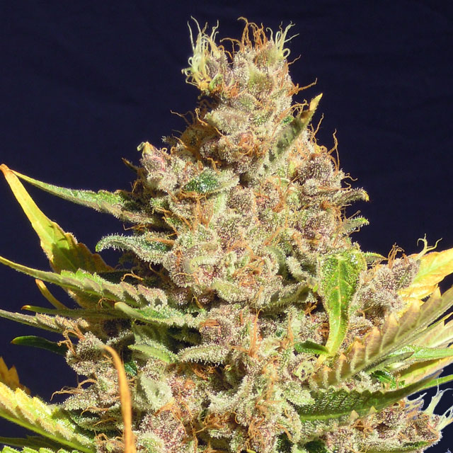 Alien Gorilla Feminised Original Sensible Seeds