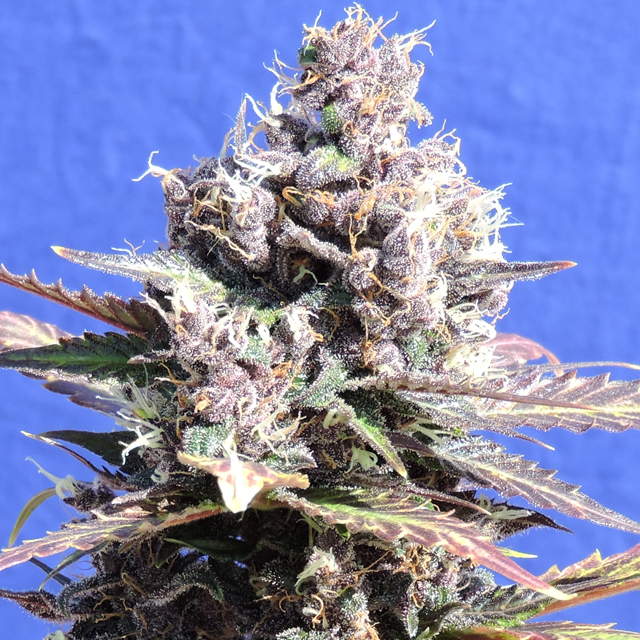 Gelato Feminised Seeds