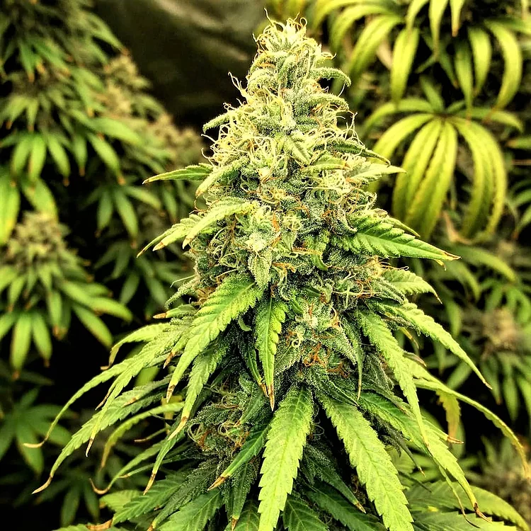 Blutonium Mass Feminised Seeds