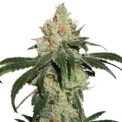Nicole Cream Feminised Seeds