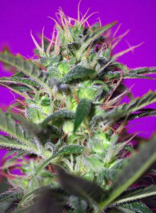 Botafumeiros Feminised Seeds
