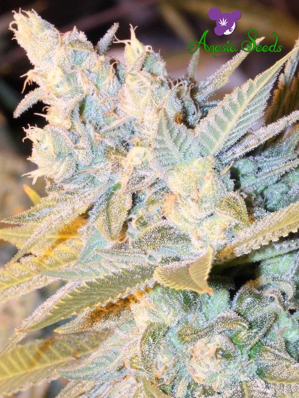 Triple Cheese Auto Feminised Seeds