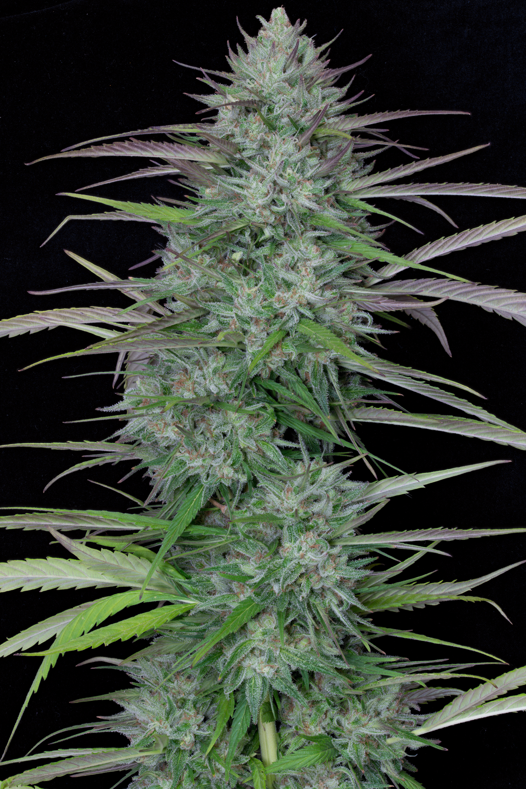 Gorilla Cookies Feminised Seeds