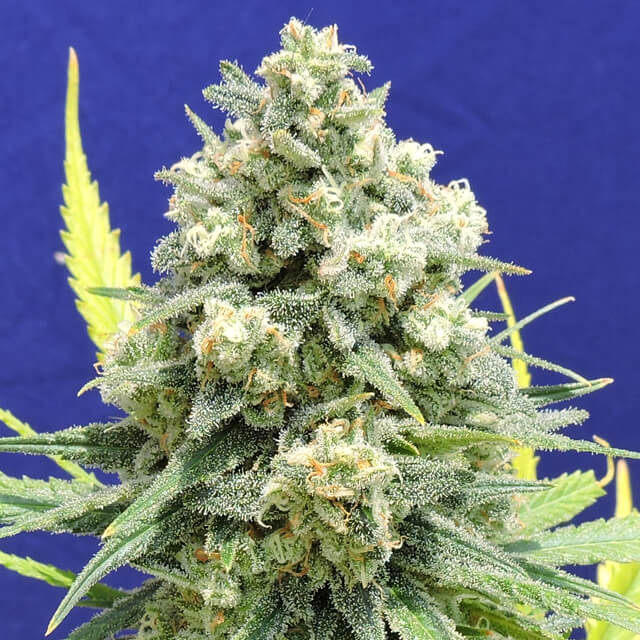 White Critical Feminised Seeds