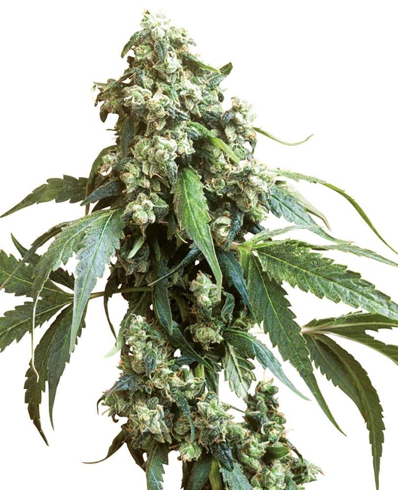 Jack Flash #5 Feminised Seeds