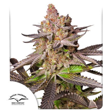 Melonade Runtz Feminised Seeds