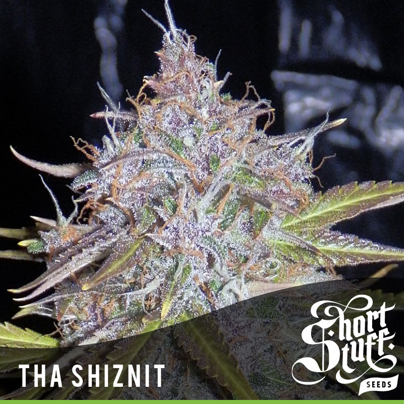 Auto Assassin Feminised Short Stuff Seeds