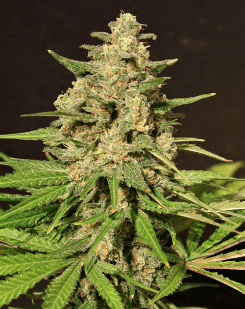 Hybrid X Feminised Seeds