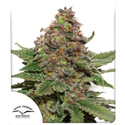 Desfran Feminised Seeds