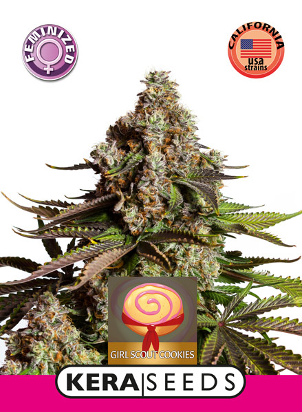 Girl Scout Cookies Feminised Seeds