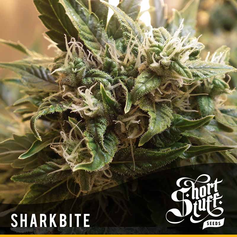 Auto Gorilla OG Feminised Seeds
