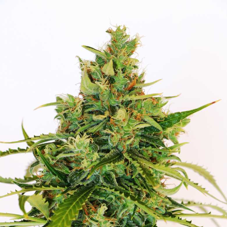 Amnesi K Lemon (formerly Amnesi K) Feminised Seeds
