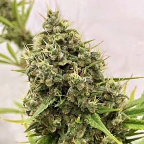 Guawi Feminised Cannabis Seeds