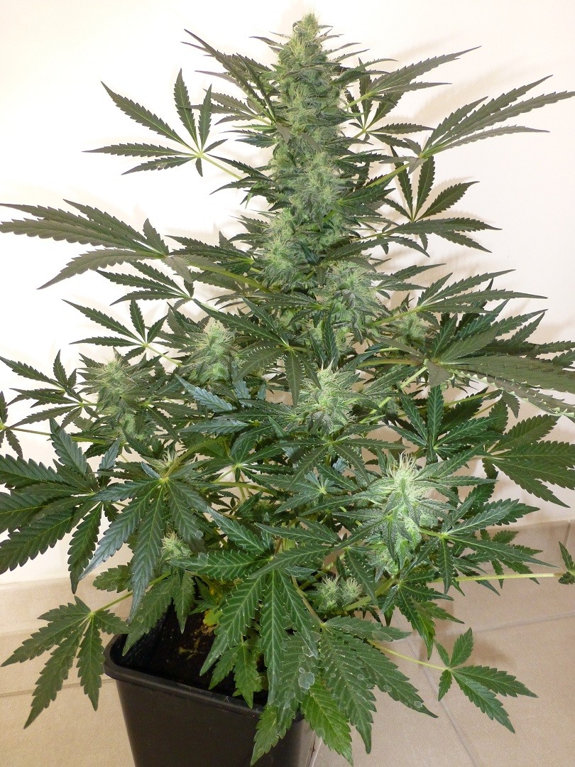 Holy Man Feminised Seeds
