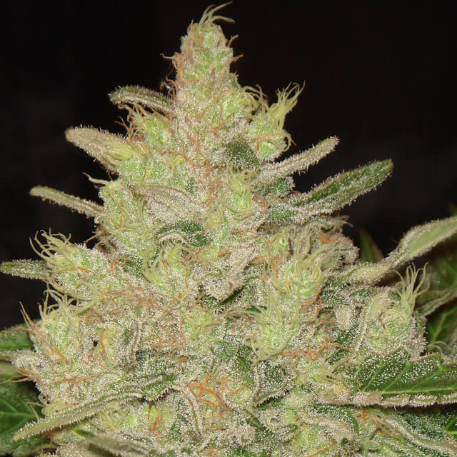 Blueberry Ghost OG Feminised Seeds