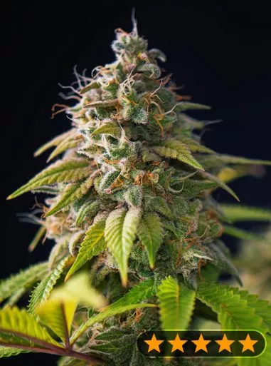 Gorilla Zkittlez Feminised Seeds