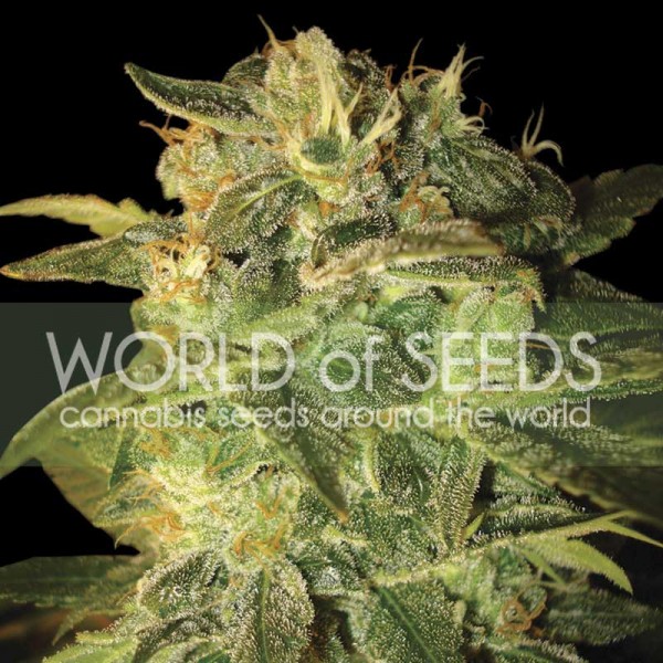 Sugar Mango Ryder Feminised Seeds