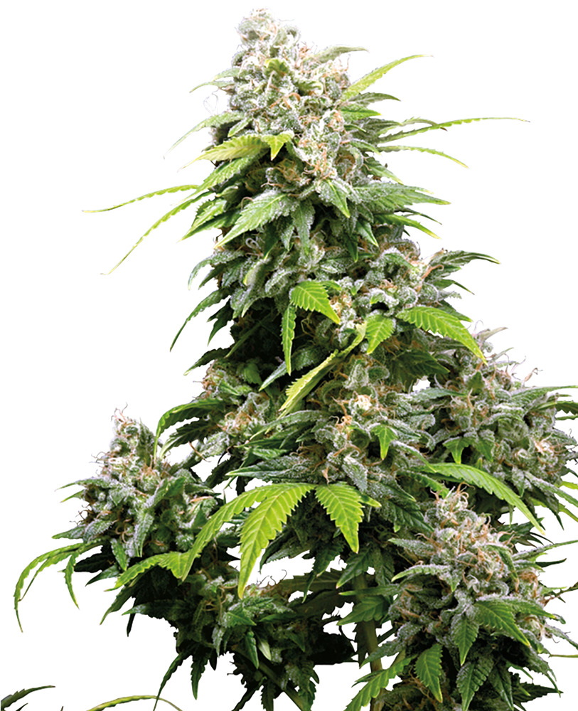 California Indica Regular Sensi Seeds