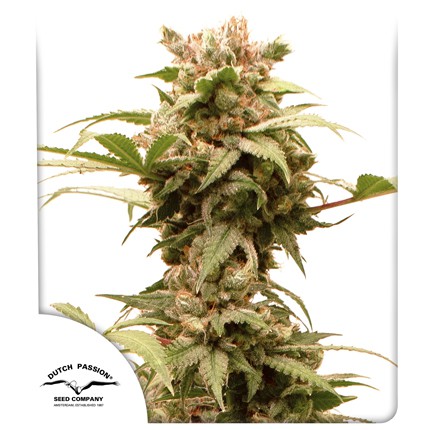 Auto CBG Force Feminised Dutch Passion Seeds