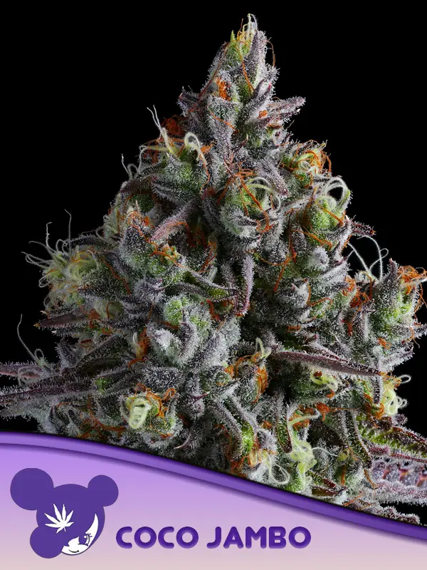 Coco Jambo Feminised Cannabis Seeds Anesia Seeds