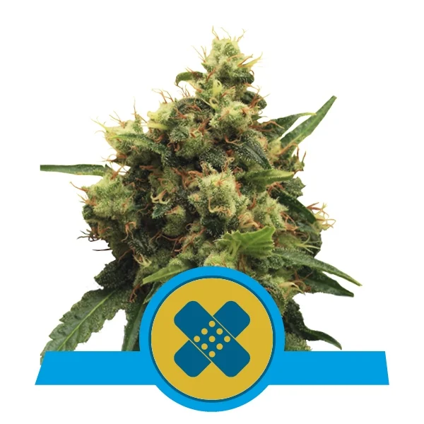 Painkiller XL Feminised Seeds