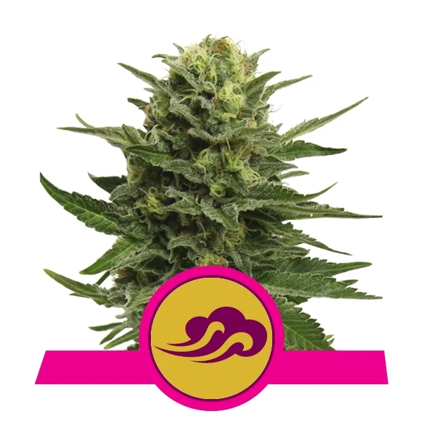 Blue Mystic Feminised Seeds