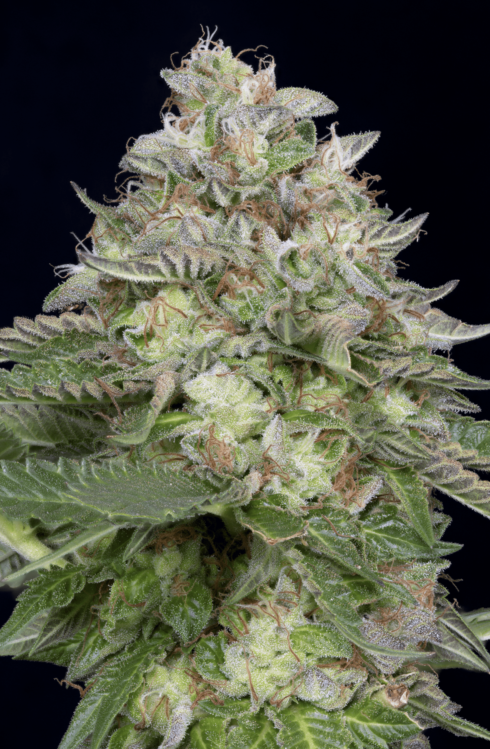 Do-Si-Dos Feminised Seeds