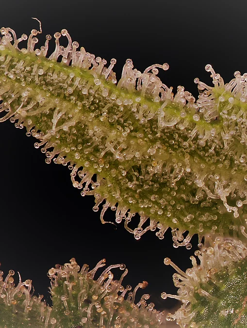Don Lemon Glue Feminised Seeds