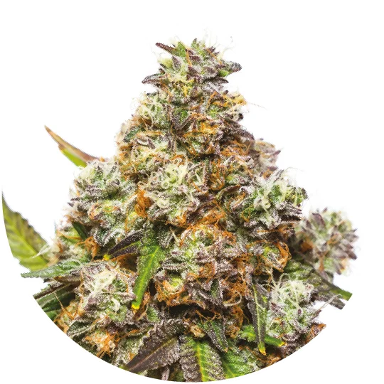 Girl Scout Gelato Feminised Seeds