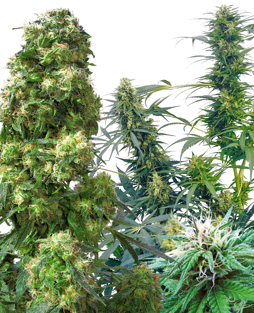 Outdoor Mix (25 seeds) Feminised Seeds