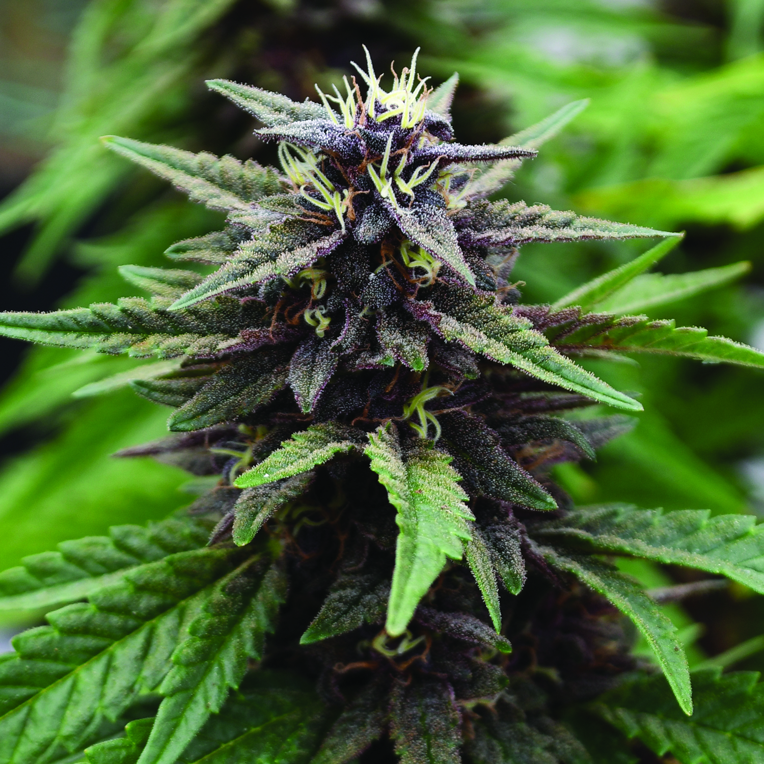Royal Purple Kush CBD Feminised Seeds