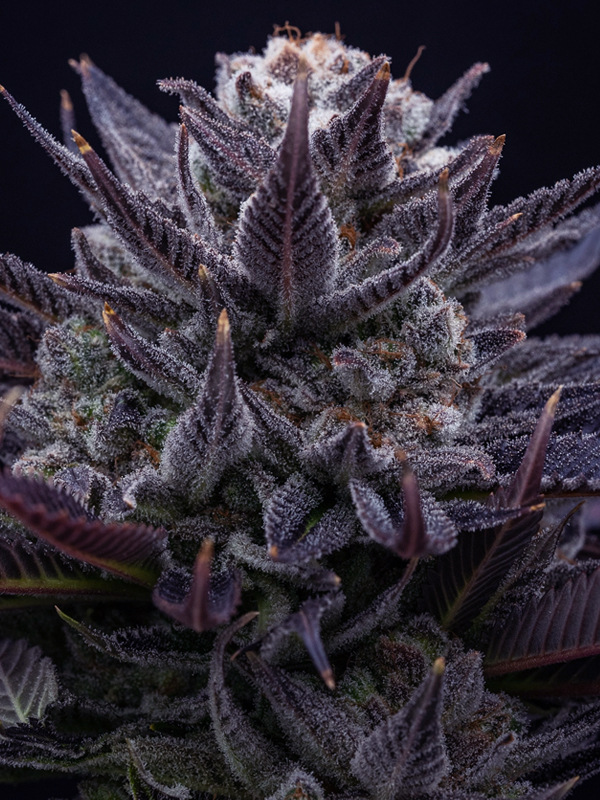 IMPERIUM X Feminised Cannabis Seeds Anesia Seeds