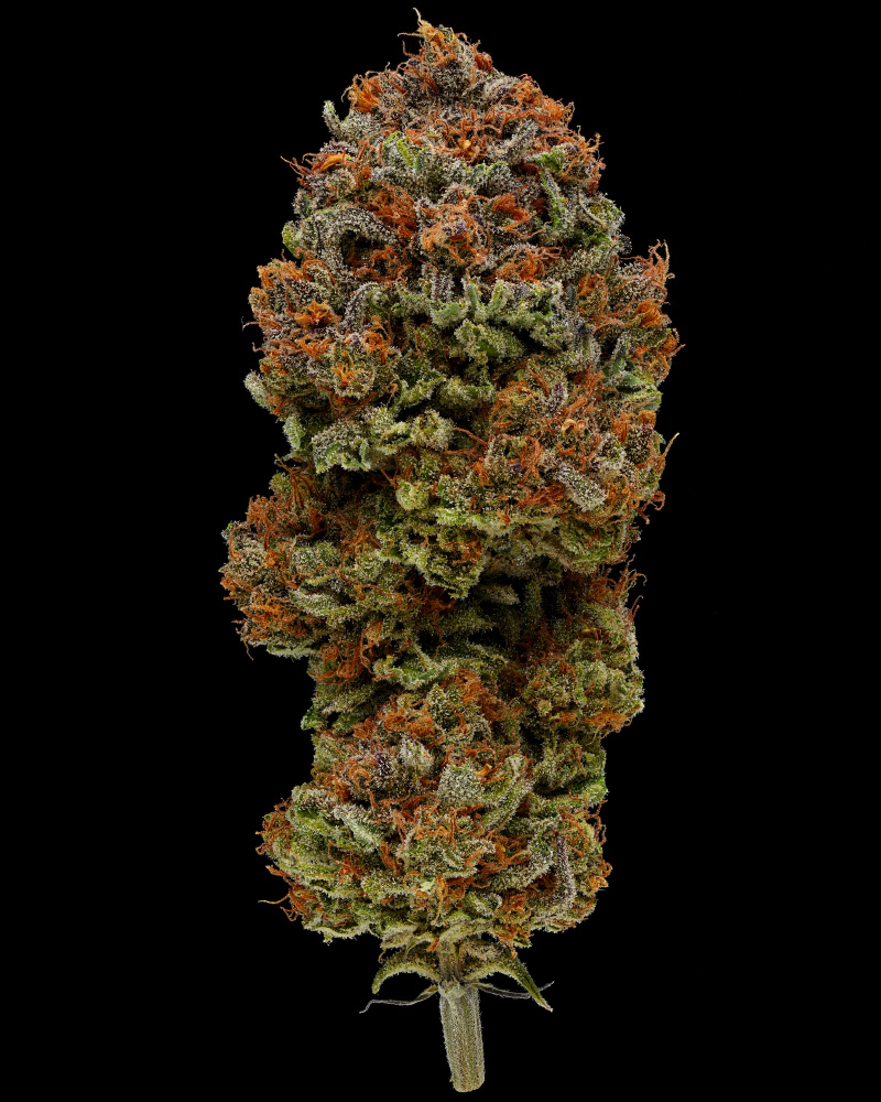 Blueberry Muffin Feminised Seeds