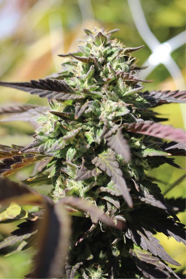 Chunkadelic Auto Feminised Seeds