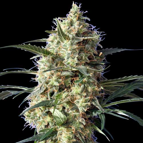 Jack F1 Feminised Seeds