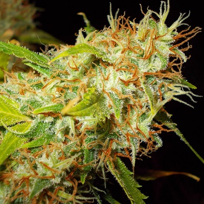 Zamaldelica Feminised Cannabis Seeds Ace Seeds