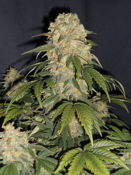 Cobra Feminised Seeds