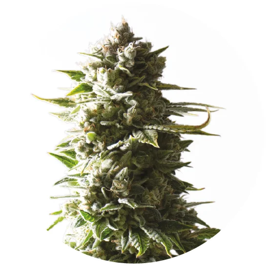 Mother Ape Shit Auto Feminised Seeds