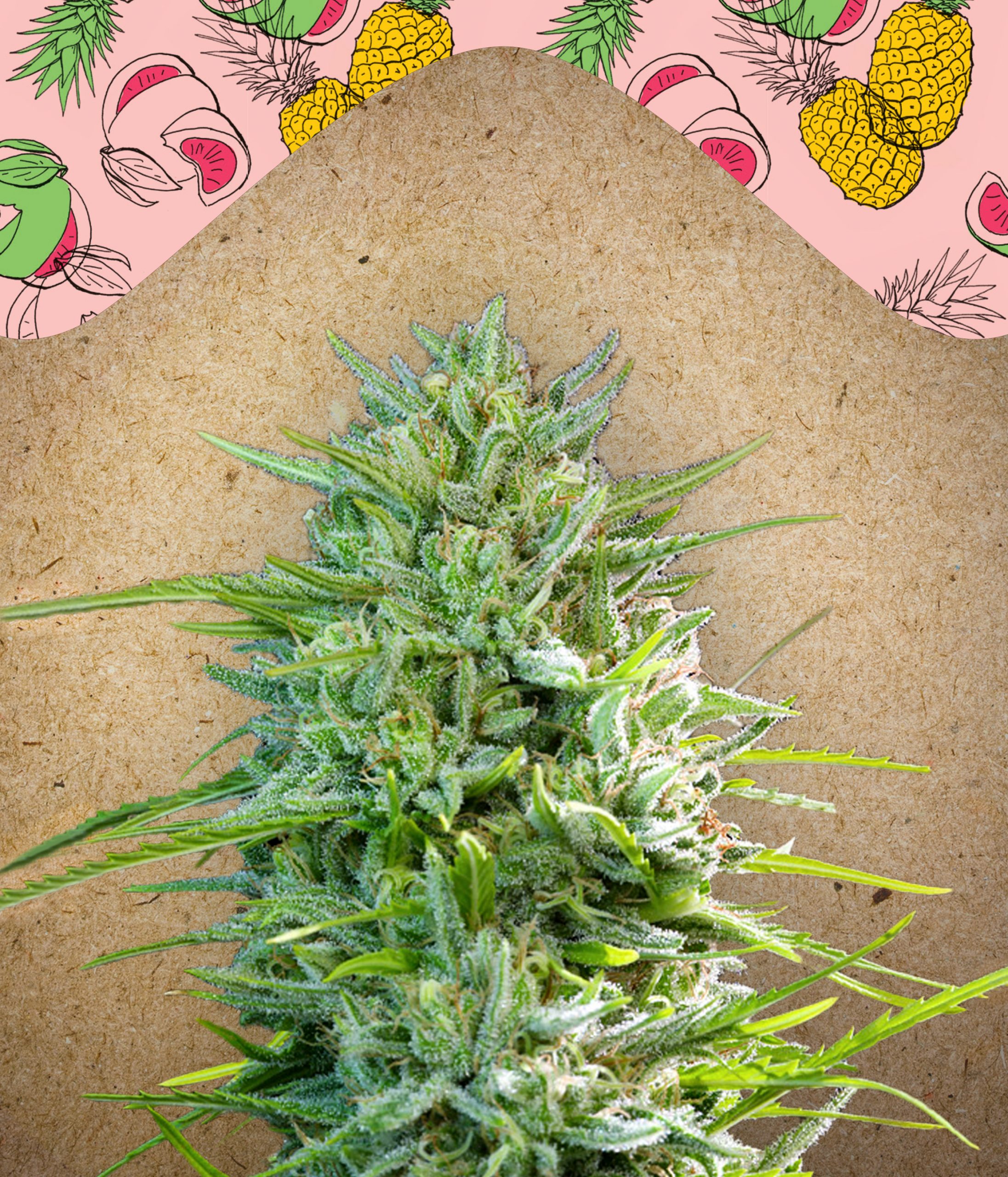C99 Feminised Female Seeds