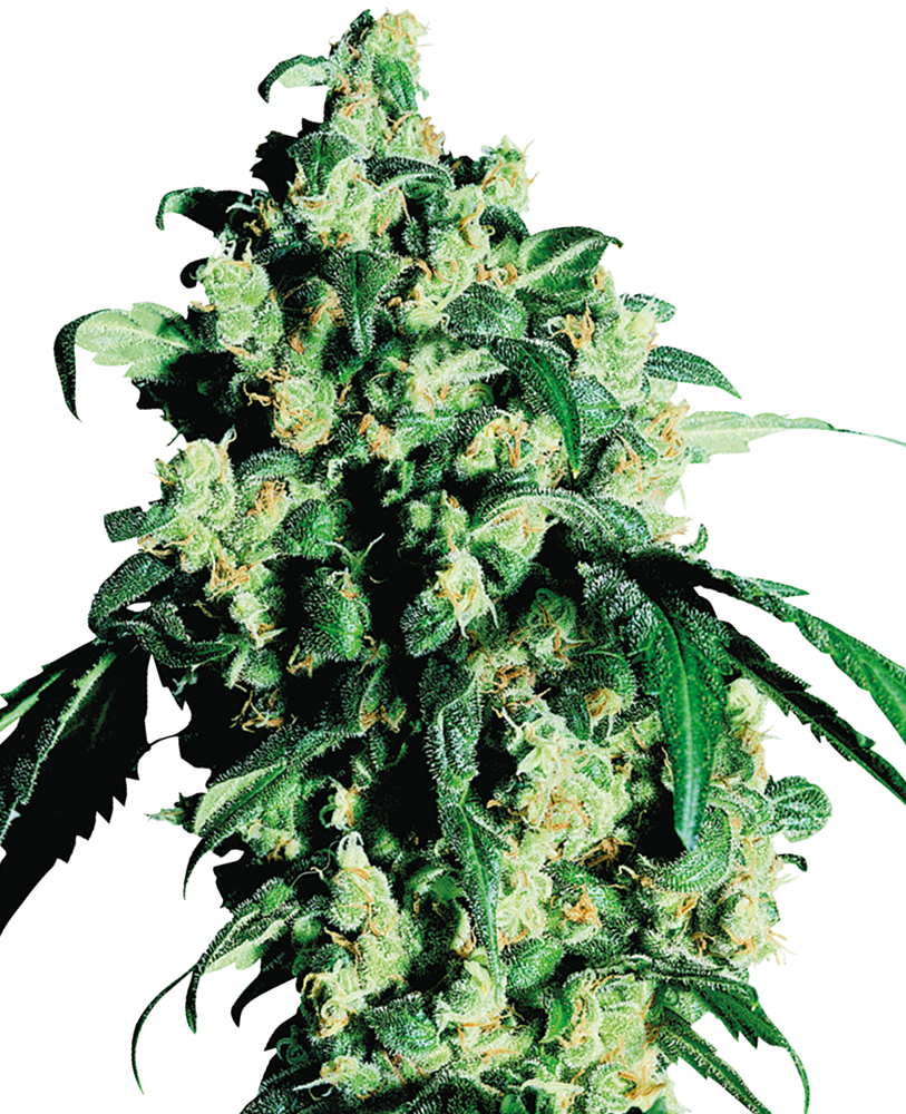 Super Skunk Feminised Seeds