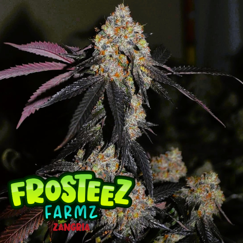 Zangria Feminised Seeds