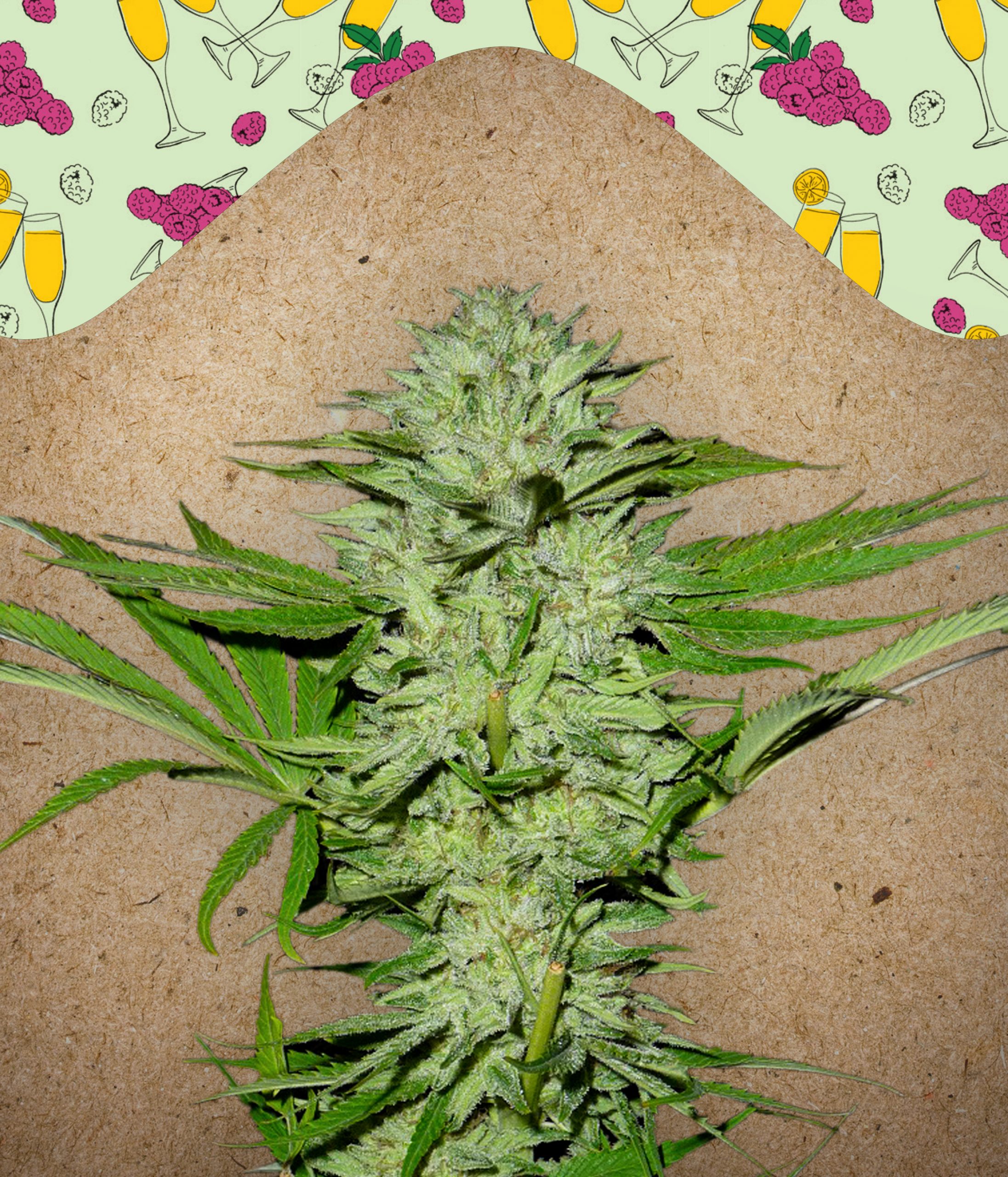 Mimosa Champagne Feminised Seeds